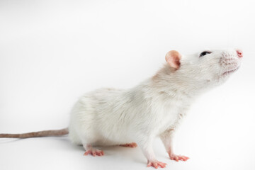 Husky rat, 12 months old, in front of white background