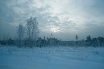 Winter, in cloud nature snow covered many big tree in forest in the evening.