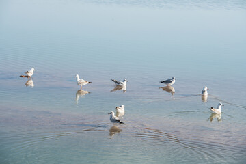 Birds in the clean lake, natural scenery.