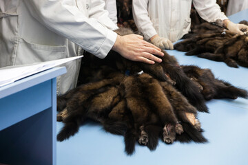 Piles of expensive brown mink and sable fur skins in the hands of the buyer at auction exhibition