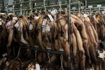 Expensive brown mink and sable fur skins hanging at auction exhibition