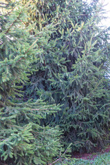 Beautiful fir trees outdoors. Vertical picture