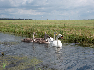 Swans in the ditch of the polder of Eemnes in the Netherlands