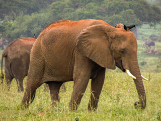Fototapeta na wymiar Elephants in Murchison Falls National Park,Uganda