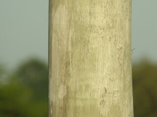 poste de madera cerca de casa © mario