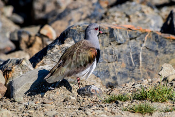 Southern Lapwing (Vanellus chilensis) in Ushuaia area, Land of Fire (Tierra del Fuego), Argentina