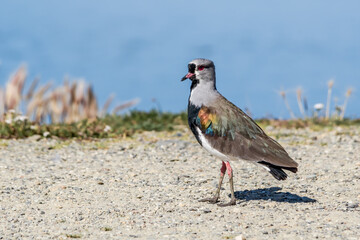 Southern Lapwing (Vanellus chilensis) in Ushuaia area, Land of Fire (Tierra del Fuego), Argentina