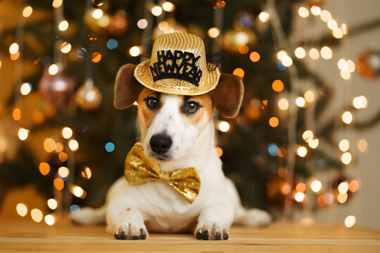 Christmas background with jack russell dog in party hat.