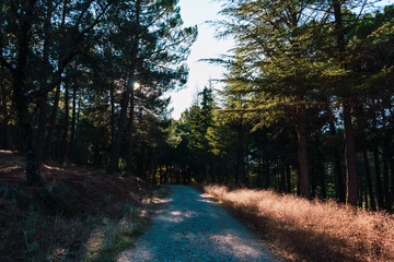 Camino rodeado de arboles en mitad del bosque