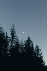 Abetos en primera linea con la luna de fondo 