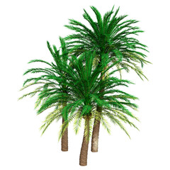 3D Rendering Date Palm Trees on White
