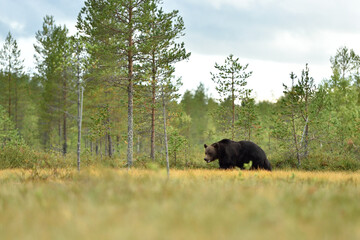 brown bear in the wild forest taiga