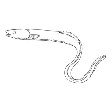 recommend clip art: Vector Sketch Eel Illustration