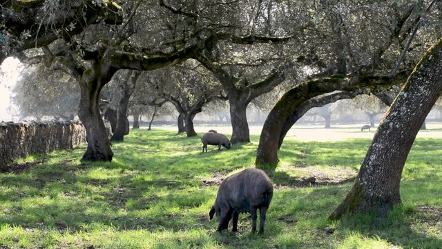 Group of Iberian female pigs eating grass in the field of the Dehesa of the Extremadura, Spain
