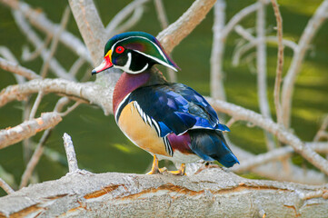 Wood Duck (Aix sponsa) drake in Los Angeles County arboretum, Los Angeles, California, USA