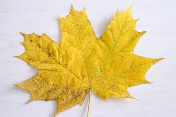 isolated autumn leaf on white wooden background