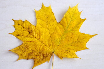 isolated autumn leaf on white wooden background