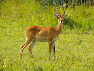 Ugandan Kob in Murchison Falls National Park,Uganda