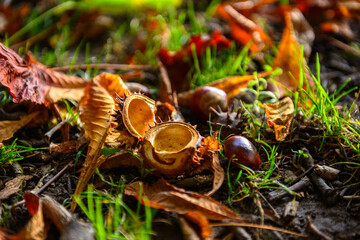 Herbstliche Impressionen aus Schleswig-Holstein im Oktober.
