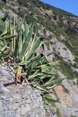 Gruppo di Agave assolate aggrappate alla roccia