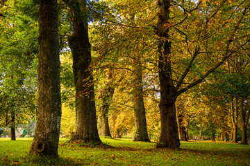 Fototapeta premium Herbstliche Impressionen aus Schleswig-Holstein im Oktober.