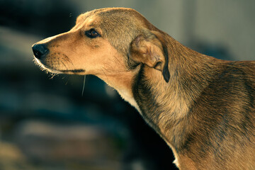 Portrait of the stray dog on the street