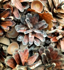 close up of pine cones