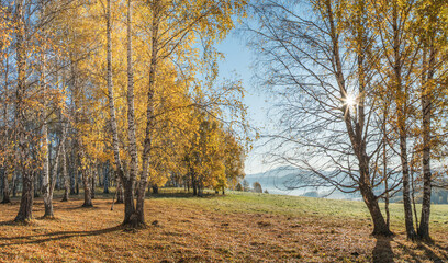 Fototapeta na wymiar Golden autumn, indian summer. Sun rays through the branches. Birch forest and picturesque edge.
