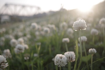 beautiful White clover field at the side of the river Japan