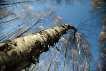 fall birch