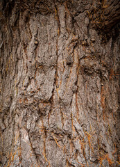Close up texture of rough tree trunk bark in a woodland area of the Savill Garden within the 35 acre Windsor Great Park, Surrey, UK.