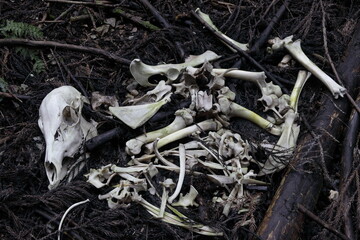 鹿の死骸 (全身)