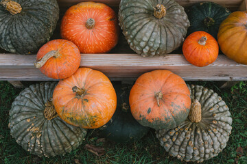 Beautiful pumpkins, texture. Collection of colorful pumpkins in the garden