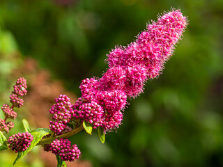 Pink flower spike of rose spirea, Spiraea douglasii, also known as Western spirea and steeplebush