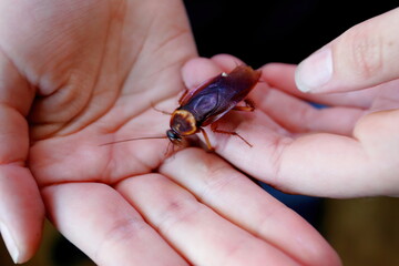 Brown cockroach close-up on a human hand