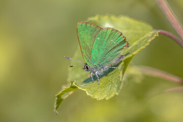 Green hairstreak butterfly