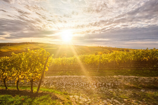 Weinberge Volkach