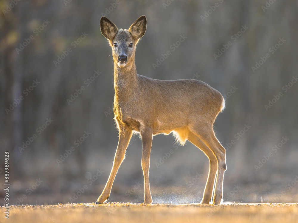 Canvas Prints Roe deer looking on clearing