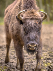 Portrait of Juvenile Wisent walking towards camera © creativenature.nl