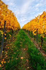 Fototapeta premium weinberge