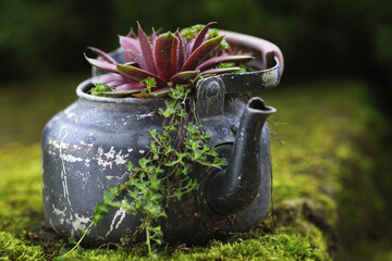 Reused planter ideas. Second-hand kettles, old teapots turn into garden flower pots. Recycled...