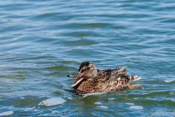 Mallard (Anas platyrhynchos) in Malibu Lagoon, California, USA