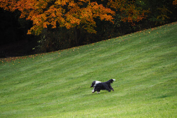 Naklejka na ściany i meble a fluffy dog with white and black fur runs through a green field against the background of a forest in a Park during a game