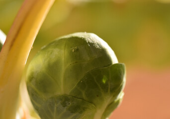 Close up brussel sprout in sunshine
