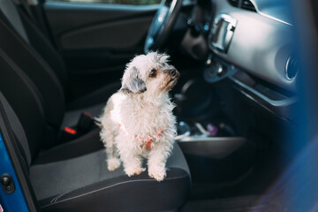 Beuatiful little dog on car front seat ready for travel. Bolonka zwetna