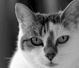Close up black and white tabby cat's face