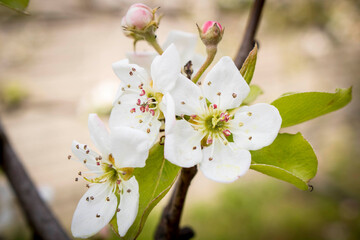 Blooming Apple tree in spring. Close up. Selective focus.