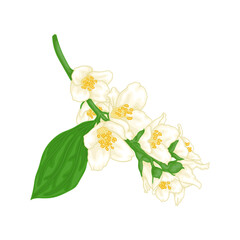 beautiful branch flower jasmine cartoon watercolour style isolated on white background. Hand-draw branch flowers. Design element for greeting card and invitation. Vector illustration