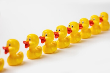 yellow ducklings in a row on a white background teamwork concept