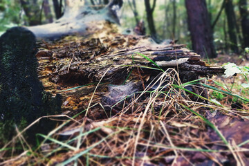 mushroom in the forest